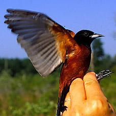 Photo of orchard oriole