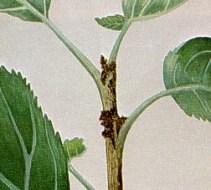 Oriental fruit moth shoot damage (apple)