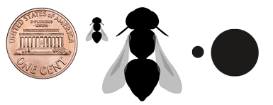 Other megachile body and tunnel size relative to a penny