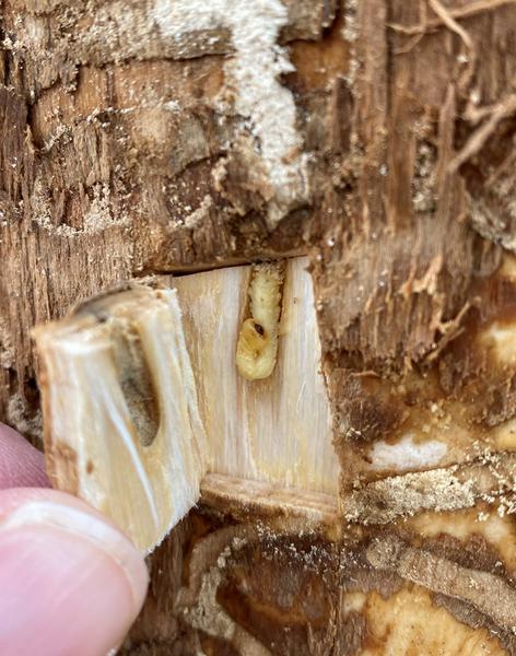 EAB larvae, folded over to form a J shape, in a chamber in wood