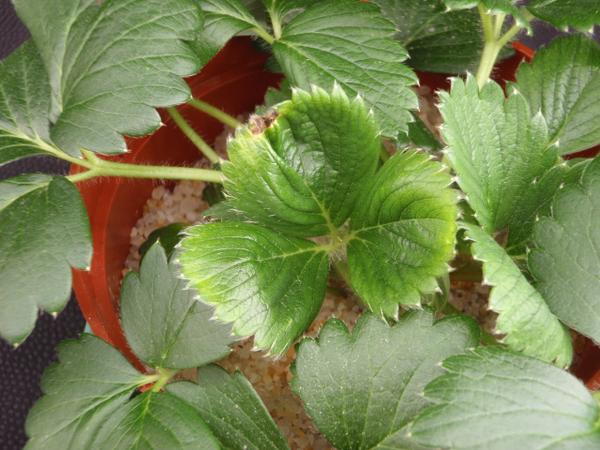 Thumbnail image for Strawberry Boron (B) Deficiency