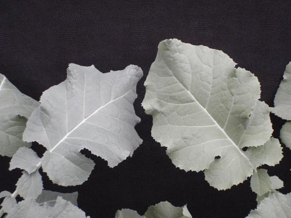 Photo of two leaves, one showing manganese deficiency