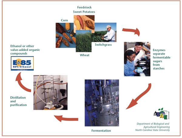 Photograph montage representing the ethanol production process, from feedstocks to enzyme use to separate sugars and starches to fermentation to distillation and purification leadi