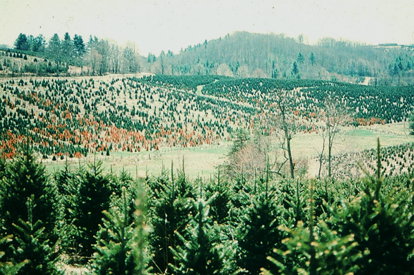 A steep mountain field exhibiting a spreading pattern of dead Fraser fir Christmas trees killed by Phytophthora root rot