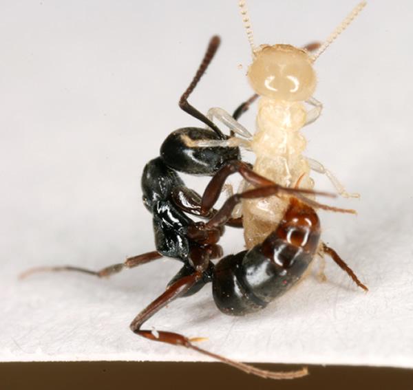 Asian needle ant with prey ant