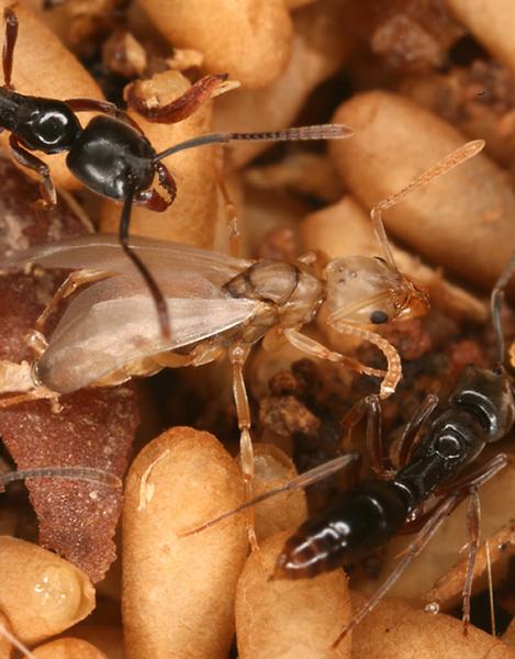 Asian needle ant queen