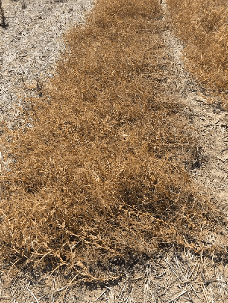 Photo of plot of flattened dry pea plants