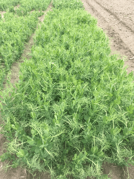 Photo of stand of peas showing foliage and tendrils
