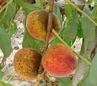 Peaches with brown spots on a branch