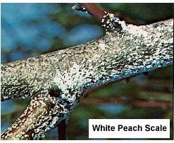 white residue on tree branch