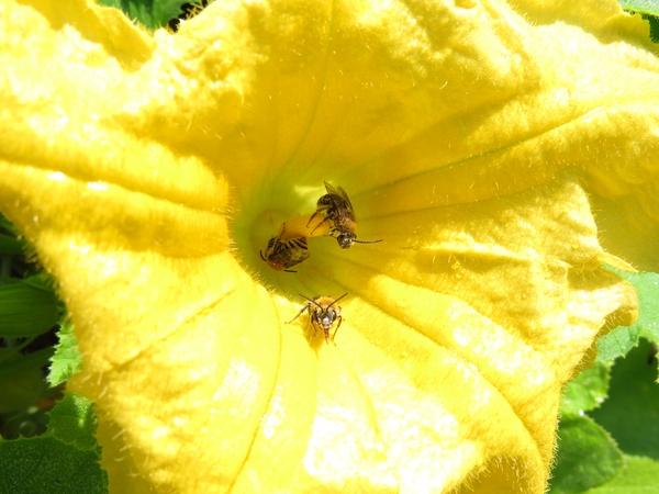 Three bees on a yellow squash blossom