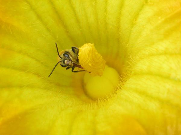 Male squash bee