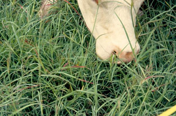 Photo of a steer grazing.