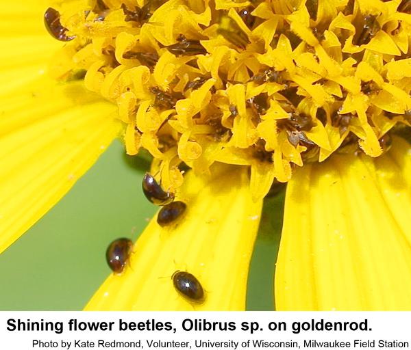 Shining flower beetles on goldenrod