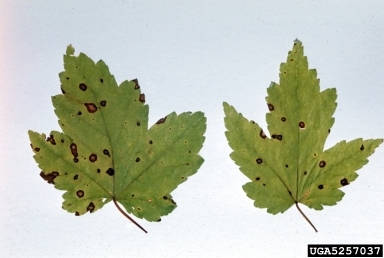Green leaves with dark spots
