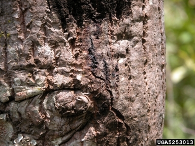 A dead oval area of bark