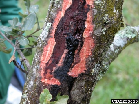 A piece of oak bark is removed showing reddish discoloration