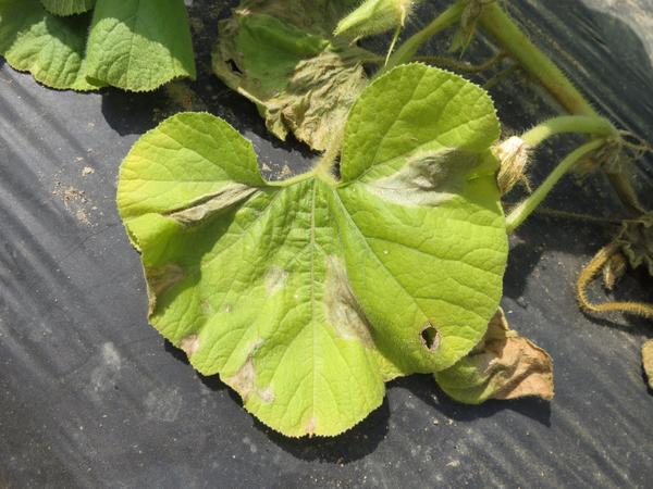 Phytophthora leaf blight.