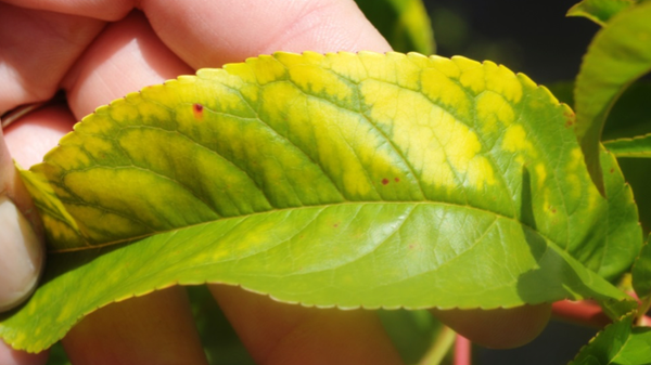 Interveinal chlorosis in peach from atrazine spray drift.