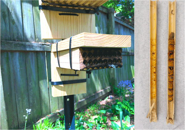 Thumbnail image for How to Manage a Successful Bee Hotel