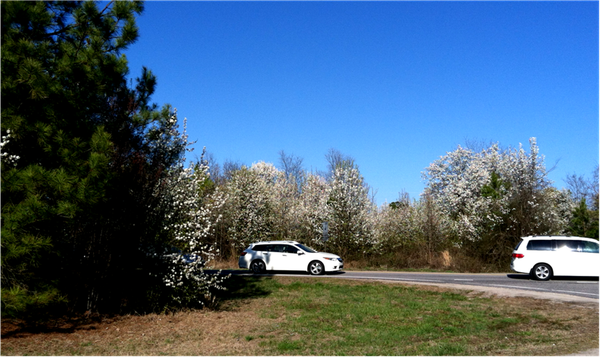 A road with several white trees in the forest surrounding it