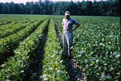Man standing in field with rows of bushy soybeans