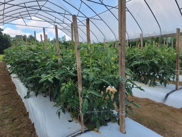Tomatoes under high tunnels on white mulch