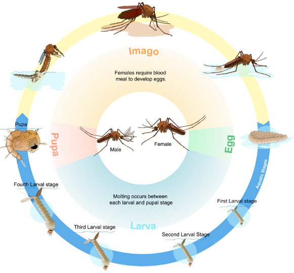 Illustration of the mosquito life cycle