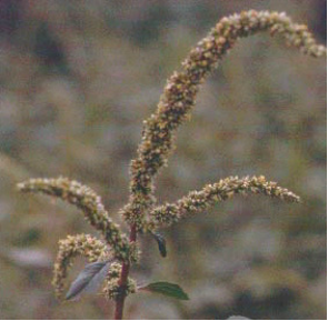 Photo of spiny amaranth seedhead
