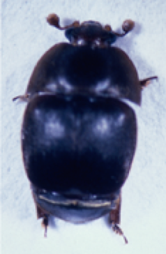 Figure 1A. Adult beetle.