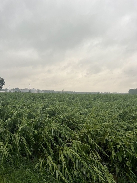 A field of sesame blown over after a storm.