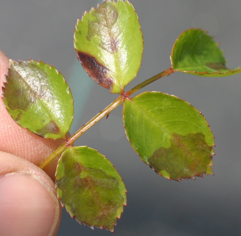 S-metolachlor EC contact injury to young rose foliage.
