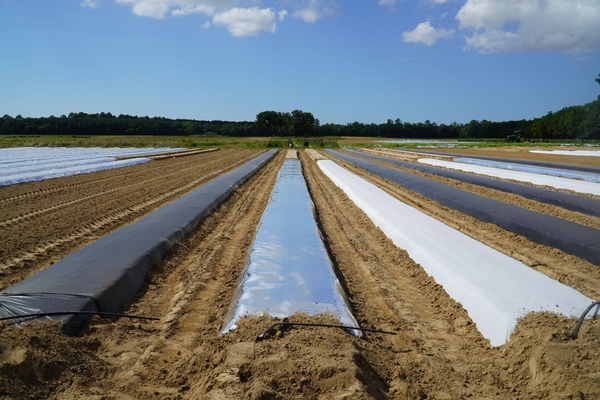 Black, reflective and white mulch on open field conditions