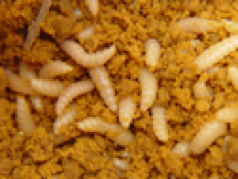 Figure 1B. SHB larvae in hive debris.