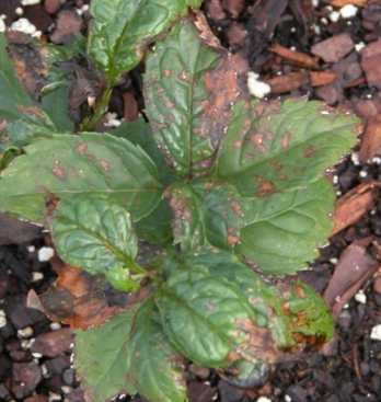 S-metholaclor injury to cleome. Necrotic lesions on leaves.