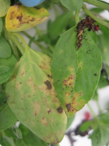 Downy mildew on autumn sage