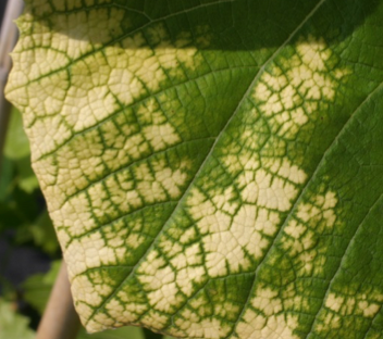 Interveinal chlorosis in grape from atrazine spray drift.