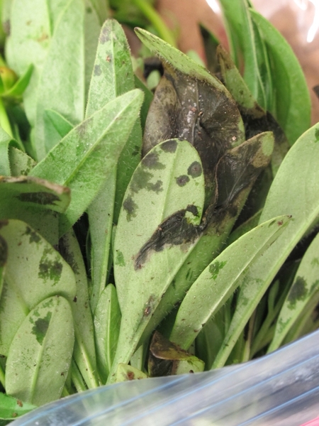 Water-soaking symptoms on leaves of tickseed with downy mildew.
