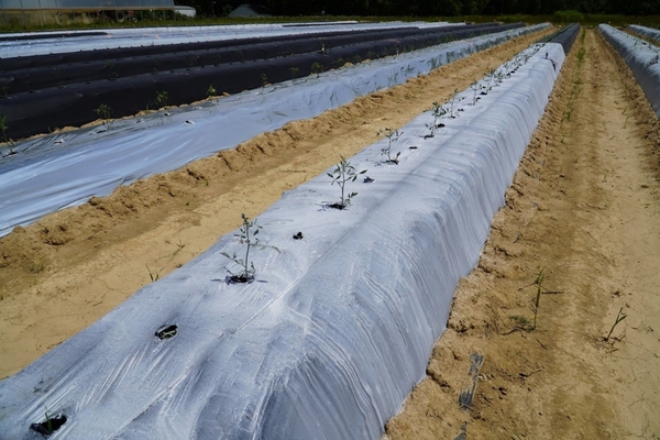 Kaolin clay on top of black mulch on tomatoes in open field
