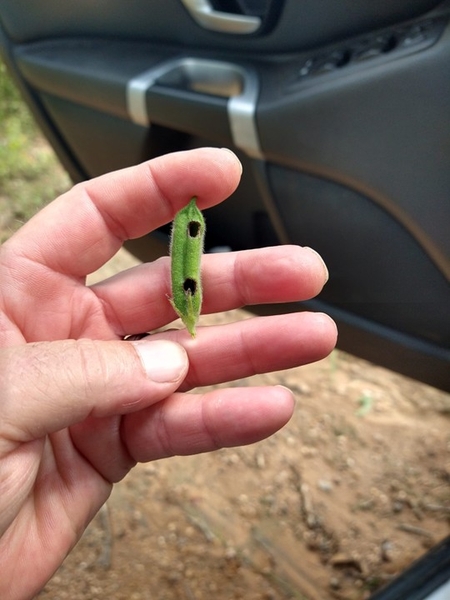 A hand holding a green sesame capsule with two holes in it from insect damage.