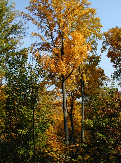 Photo of tall tree