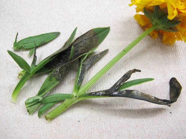 Sporulation (white fuzz appearance) on leaves of tickseed infected with a downy mildew pathogen.