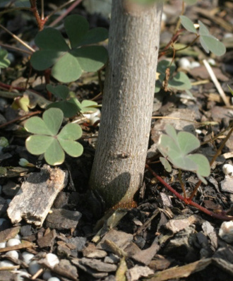 Red maple stem – normal stem growth.