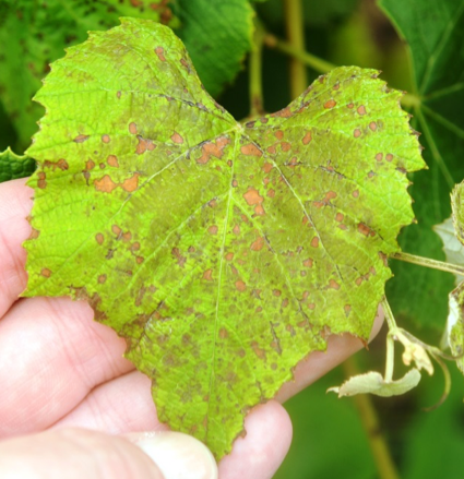 Spotting and necrosis on grape leaves from flumioxazin spray dri