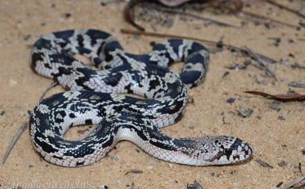 White snake with rough scales and black markings that become more distinct toward the posterior.