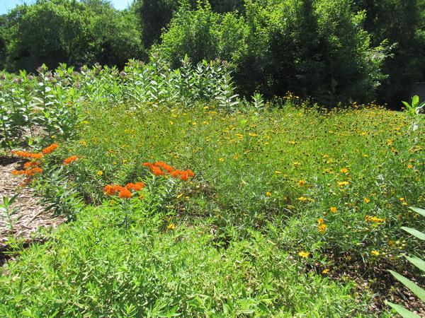 Photo of a flowering pollenator-friendly garden