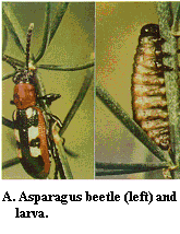 Figure A. Asparagus beetle (left) and larva.