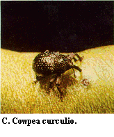 Figure C. Cowpea curculio.