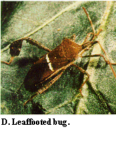 Figure D. Leaffooted bug.