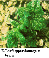 Figure E. Leafhopper damage to beans.